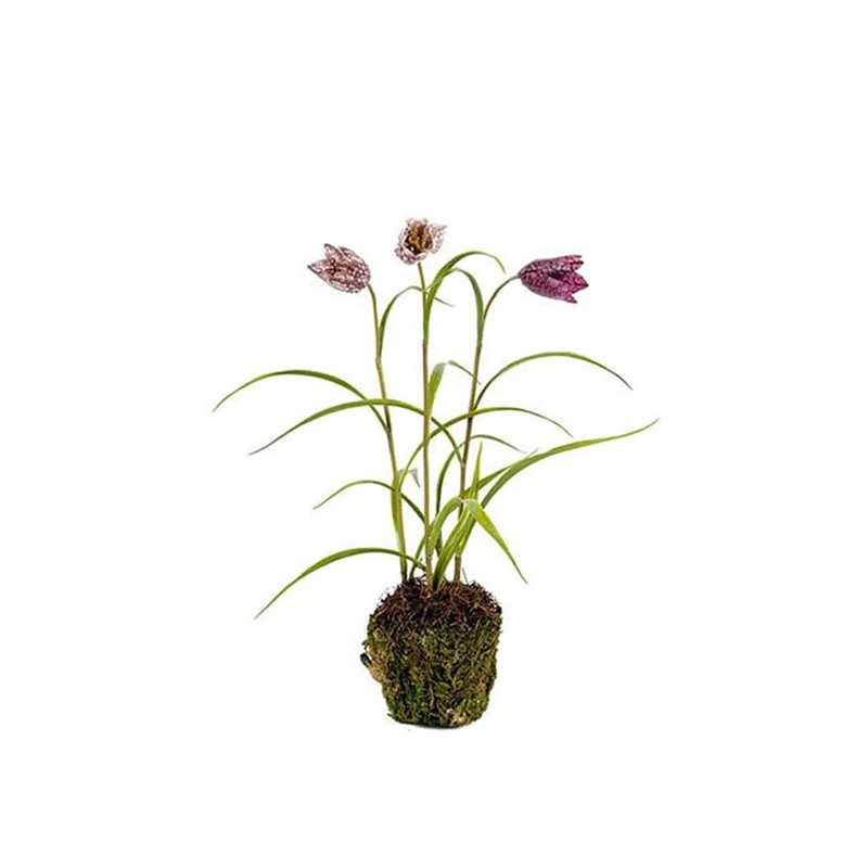 Fritillaria 30 cm