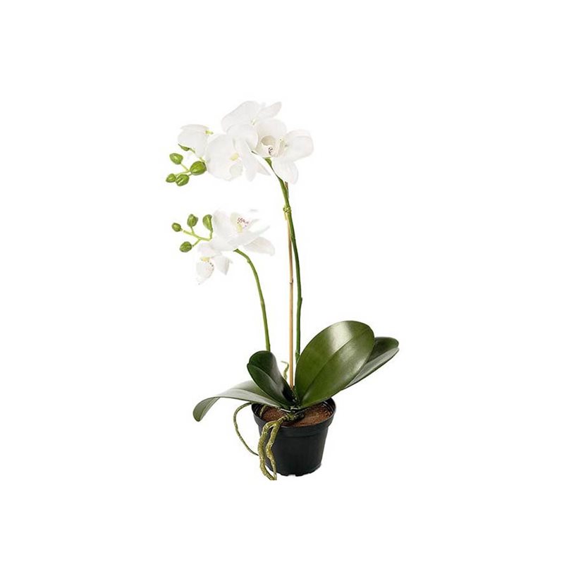 Phalaenopsis 45 cm