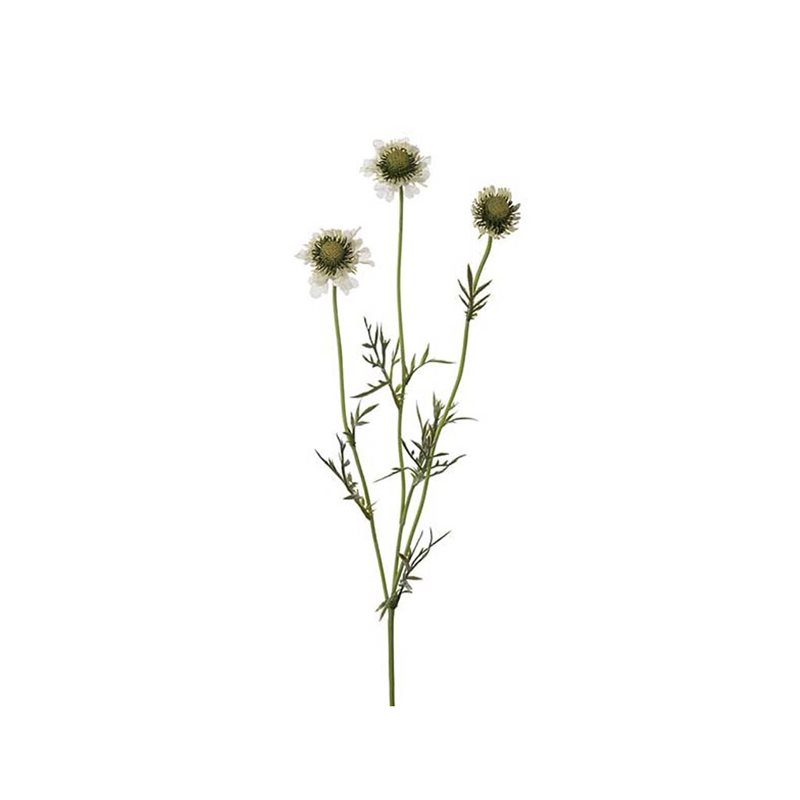Scabiosa 64 cm