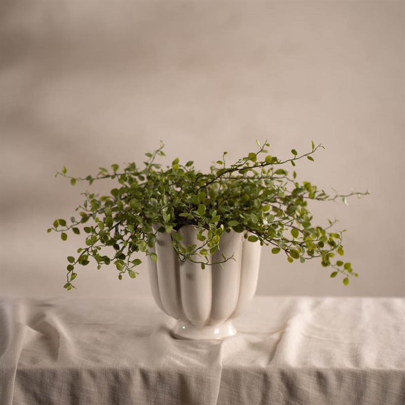 Muehlenbeckia på pinne 25 cm