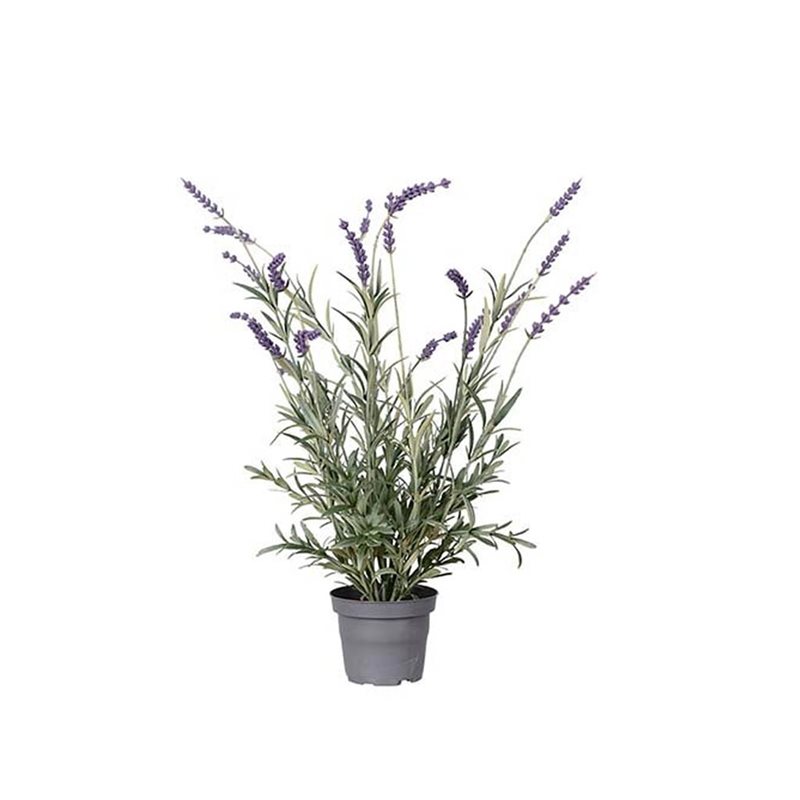 Lavendel 50 cm