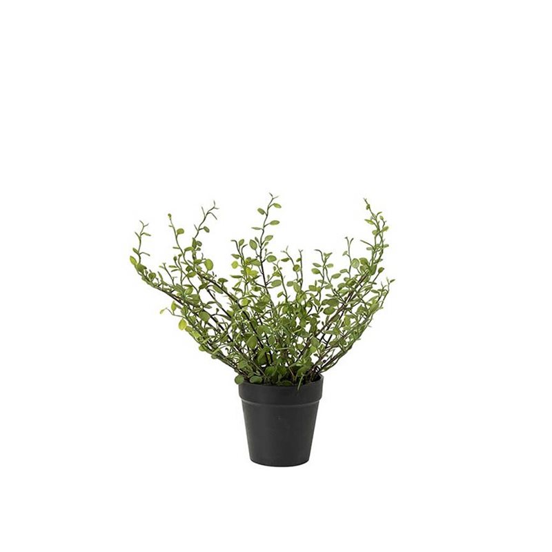 Muehlenbeckia 25 cm