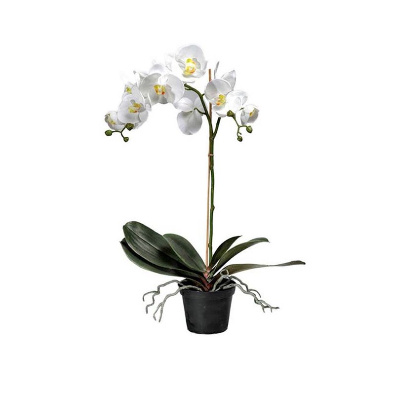 Phalaenopsis 60 cm