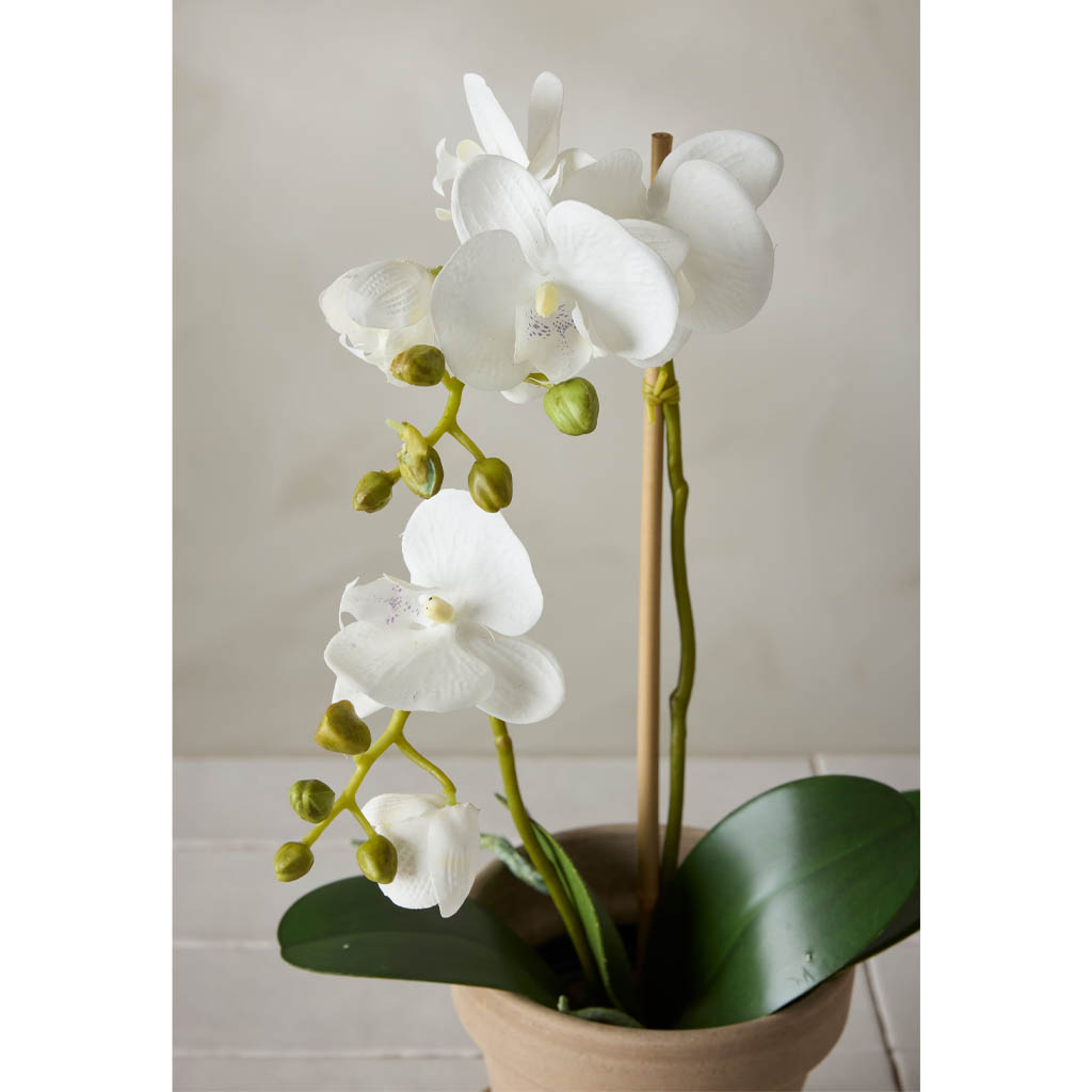 Orgide Orkidé 45 cm | Mr Plant | Köp billigt online - Lasses i Ryd