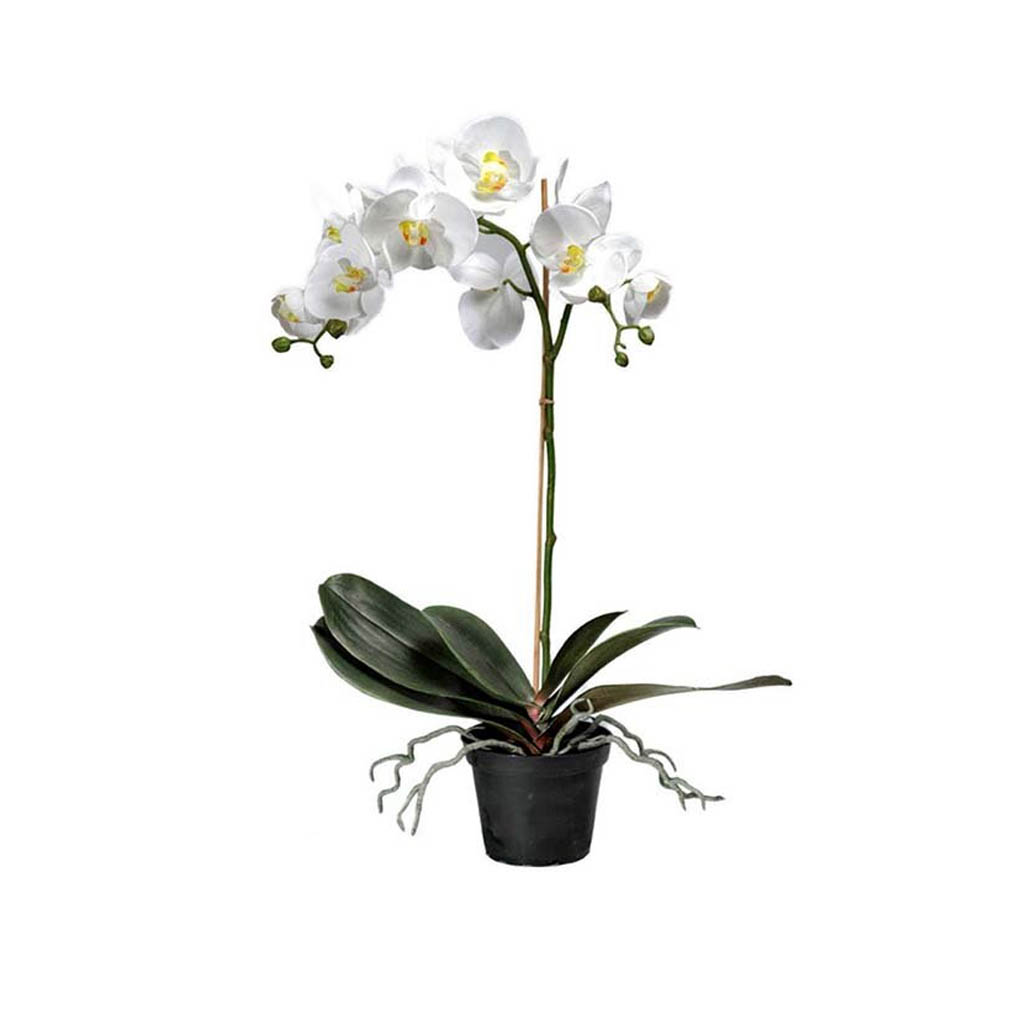 Orgide Orkidé 60 cm | Mr Plant | Köp billigt online - Lasses i Ryd