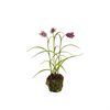 Fritillaria 30 cm