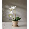 Phalaenopsis 45 cm