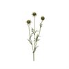 Scabiosa 64 cm