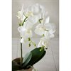 Phalaenopsis 60 cm