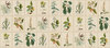 S10598_Flora_Green_Sandberg-Wallpaper_product-1000x439-c115d613-1504-4d07-a2b9-528a58ad33e0